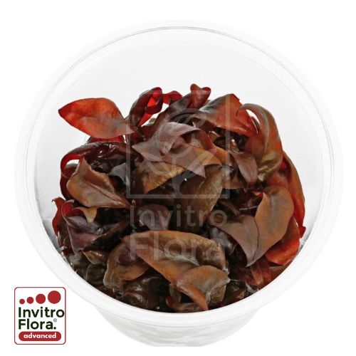 Alternanthera Reineckii 2 Purple planta in vitro de hojas rosadas para acuarios plantados
