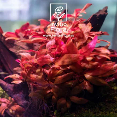 Alternanthera Reineckii 2 Purple planta in vitro de hojas rosadas para acuarios plantados