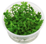 Bacopa Caroliniana