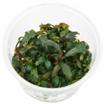 Bucephalandra Kedagang
