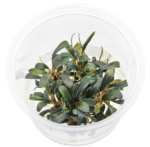 Bucephalandra sp Aqua Artica
