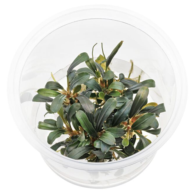 Bucephalandra sp Aqua Artica
