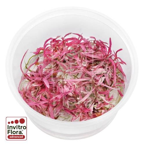 Hygrophila lancea “Chai” planta in vitro de hojas rosadas para acuarios plantados