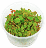 Phyllanthus fluitans