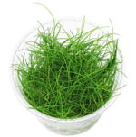 Eleocharis Pusilla Mini invitro
