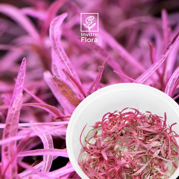 Hygrophila lancea “Chai” planta in vitro de hojas rosadas para acuarios plantados