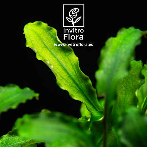 Bucephalandra-Pygmaea-Bukit-Kelam-invitro-invitroflora-img