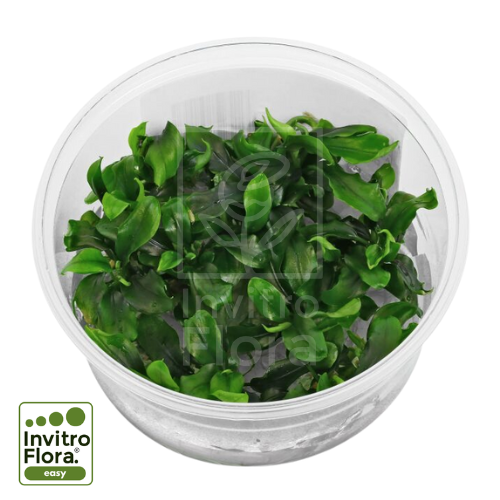 Bucephalandra-Pygmaea-Bukit-Kelam-invitro-invitroflora