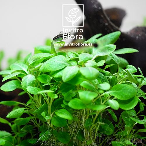 Lobelia-Cardinalis-Mini-in-vitro-invitroflora