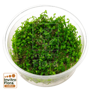 Marsilea-Minuta-Crenata-invitro-invitroflora